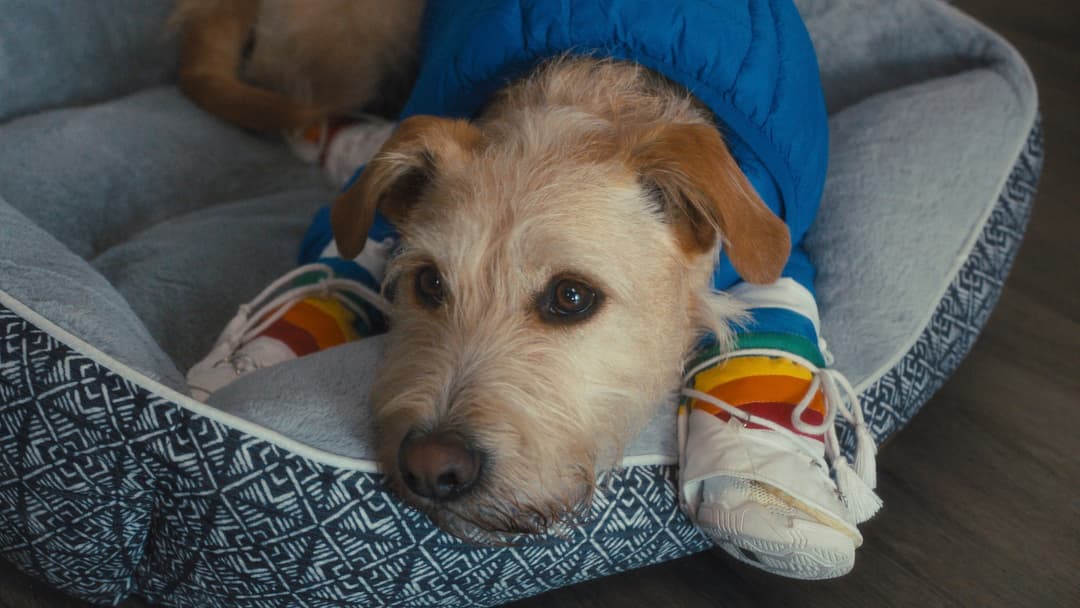 image is not available